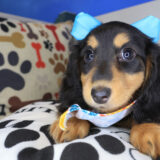 Boba Dachshund 03 Boba Dachshund 03