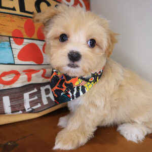 Brahma Maltipoo 01 Brahma Maltipoo 01