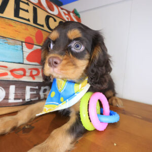 Brody Cavalier King Charles Spaniel 01 Brody Cavalier King Charles Spaniel 01