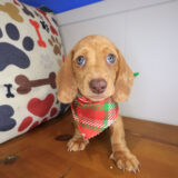 Chicklet Dachshund 01 Chicklet Dachshund 01