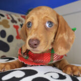 Chicklet Dachshund 03 Chicklet Dachshund 03