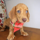 Chicklet Dachshund 04 Chicklet Dachshund 04