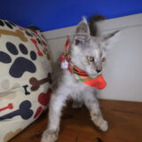 Cobweb Maine Coon 01