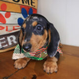Corky Dachshund 01