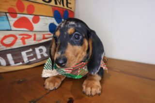 Corky Dachshund 01