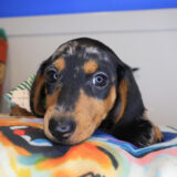 Corky Dachshund 02