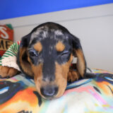 Corky Dachshund 04