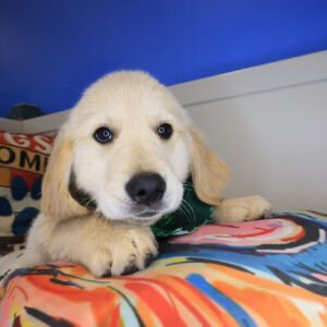 Cuddlebug Golden Retriever 01