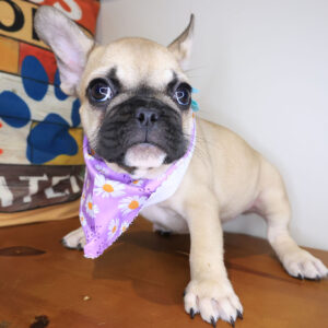 Curls French Bulldog 01 Curls French Bulldog 01
