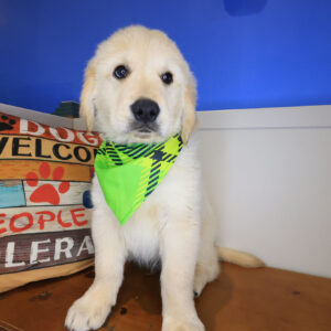 Cyrus Golden Retriever 01