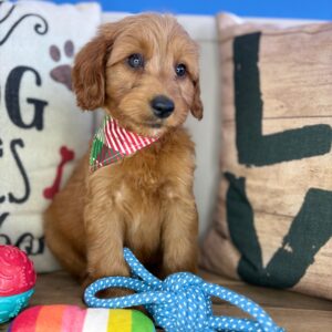 Danger Mini Goldendoodle 01