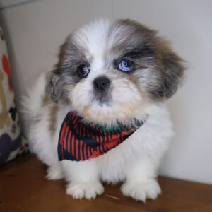 Daniel Shihpom 01 Daniel Shihpom 01