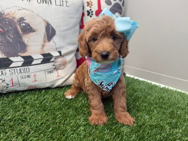 Dawnie Mini Bernedoodle 01