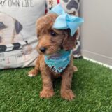 Dawnie Mini Bernedoodle 03