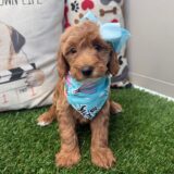 Dawnie Mini Bernedoodle 04