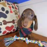 Declan Dachshund 01