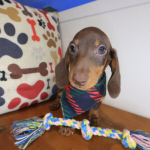 Declan Dachshund 01 Declan Dachshund 01