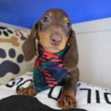 Declan Dachshund 02