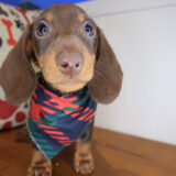 Declan Dachshund 03