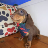 Declan Dachshund 04