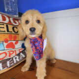 Delilah Goldendoodle 01