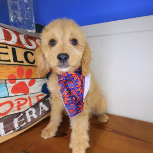 Delilah Goldendoodle 01