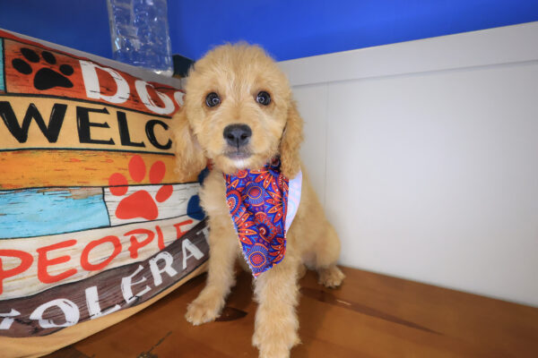 Delilah Goldendoodle 01