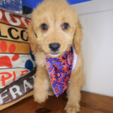 Delilah Goldendoodle 03