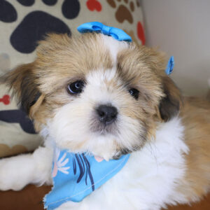 Demi Shih Tzu 01