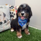 Dexter Mini Bernedoodle 01
