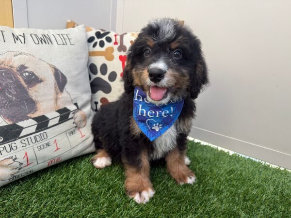 Dexter Mini Bernedoodle 01