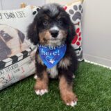 Dexter Mini Bernedoodle 02