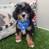 Dexter Mini Bernedoodle 04