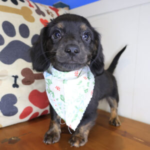 Diary Dachshund 01 Diary Dachshund 01