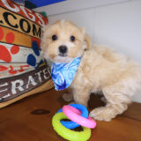 Domino Maltipoo 01