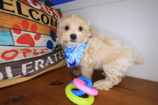 Domino Maltipoo 01