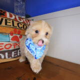 Domino Maltipoo 03