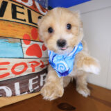 Domino Maltipoo 04