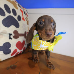 Dorothy Dachshund 01 Dorothy Dachshund 01