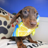 Dorothy Dachshund 03