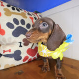 Dorothy Dachshund 04