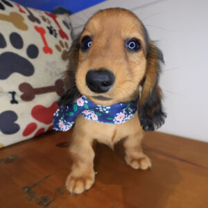 East Ballina Dachshund 01 East Ballina Dachshund 01