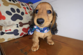 East Ballina Dachshund 01