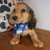 East Ballina Dachshund 03 East Ballina Dachshund 03