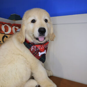 Enigma Golden Retriever 01