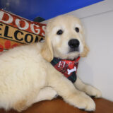 Enigma Golden Retriever 02