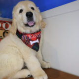 Enigma Golden Retriever 03