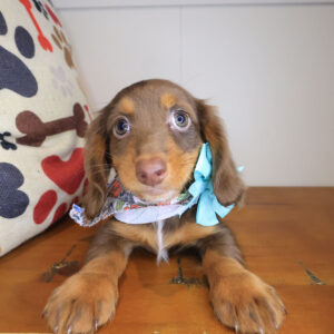Eskimo Dachshund 01 Eskimo Dachshund 01