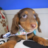 Eskimo Dachshund 03 Eskimo Dachshund 03