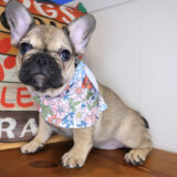 Fawn French Bulldog 01